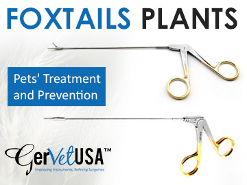 Why Alligator Forceps Are Vital in Removing the Foxtail From Pets?