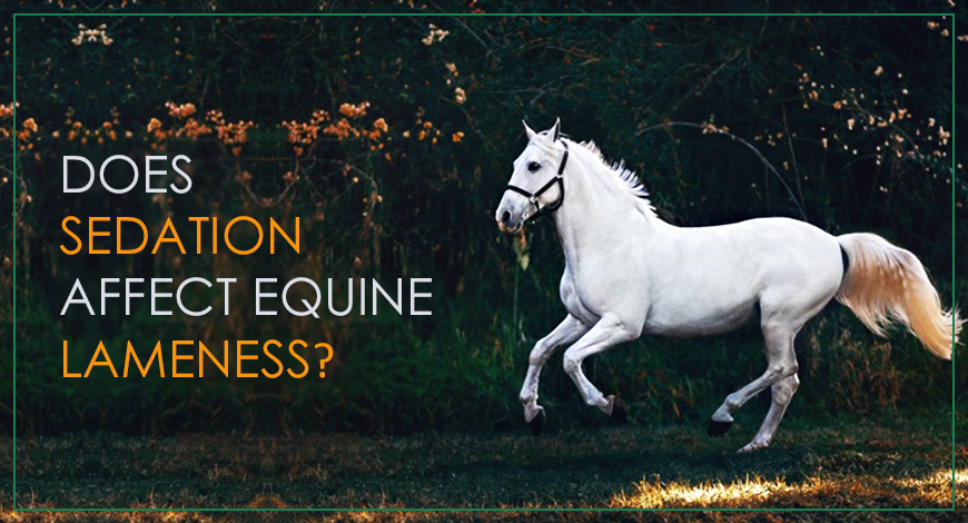 Is Sedation Safe to Use for Equine Lameness Investigation?