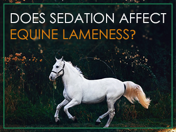 Is Sedation Safe to Use for Equine Lameness Investigation?