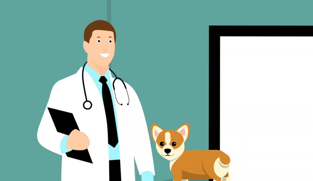Need Help with Post-Surgery Pet Care? Follow These Approaches