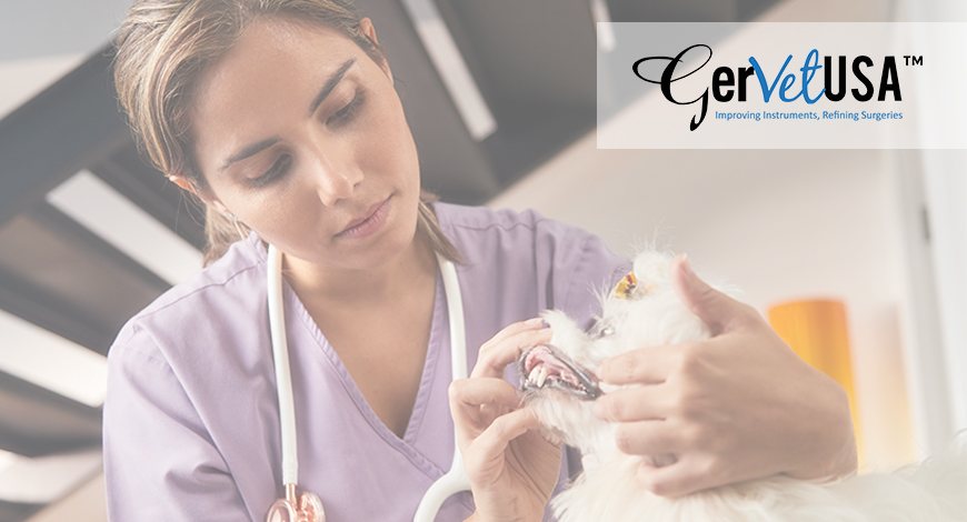 Veterinary Dentistry | A Guide to Prevent Periodontal Diseases Among Pets