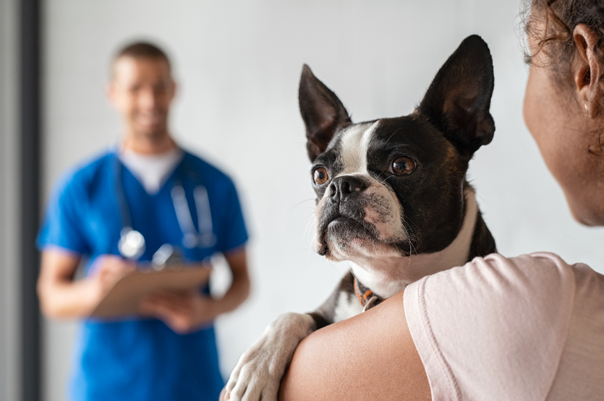 Veterinary Medical Supplies and Instructions for Pet Owners