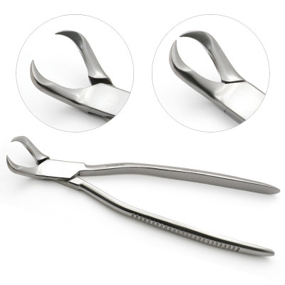 Cow Horned Forceps 10 1/2"