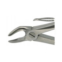 English Extraction Forceps, Lower Roots No. 31