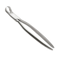 Cow Horned Forceps 10 1/2"